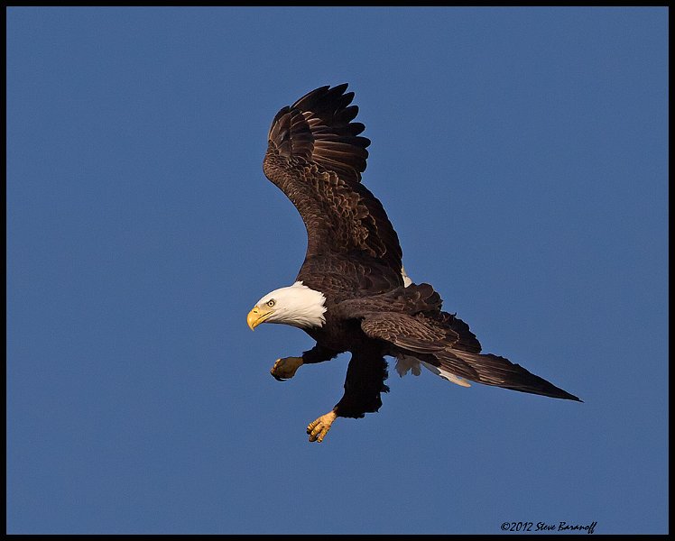 _2SB8933 bald eagle.jpg